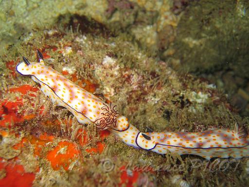 Risbecia pulchella.JPG - Océan  indien - Sultanat d'Oman